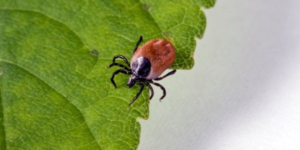 В этом году клещи проснулись раньше срока