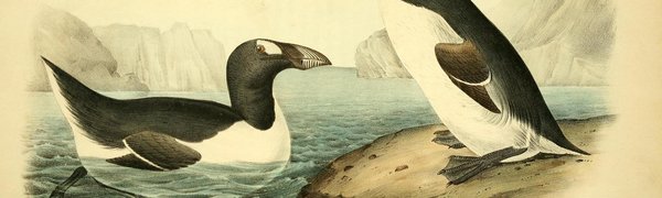 Учёные восстановят вид птиц, истреблённый 170 лет назад