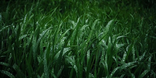 Стало известно, как пойдут тайфуны, угрожающие Приморью