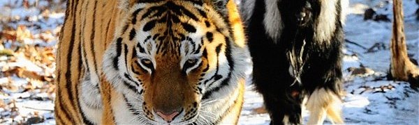 Козёл Тимур и тигр Амур расстались