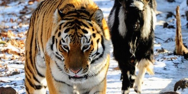 Козёл Тимур и тигр Амур расстались