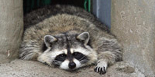 Енот забрался в балетную студию в центре Токио