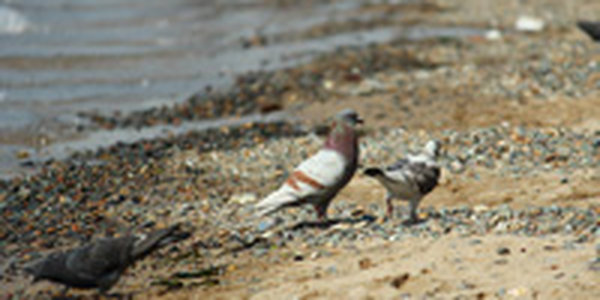 В Приморье сохраняется холодная погода