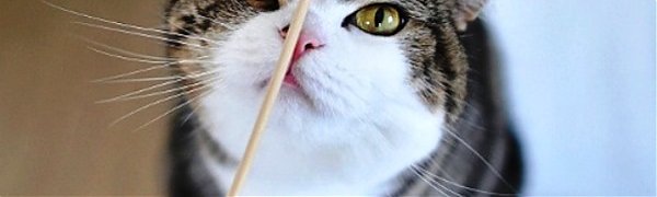 Видео с котами благотворно влияют на самочувствие