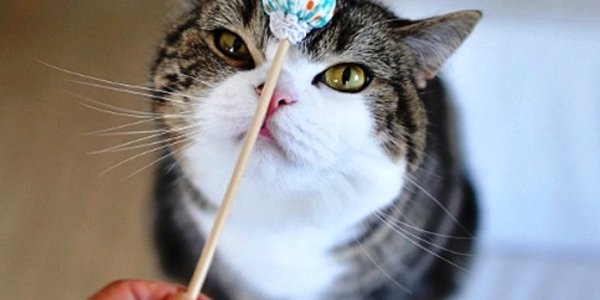 Видео с котами благотворно влияют на самочувствие