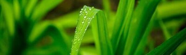 Дожди начнутся в Приморье во второй половине недели