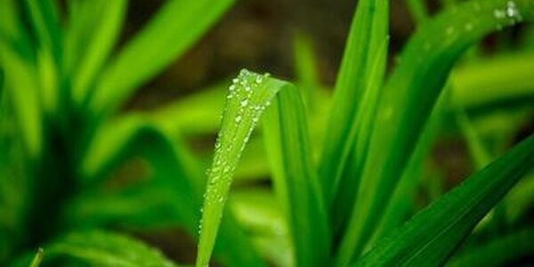 Дожди начнутся в Приморье во второй половине недели