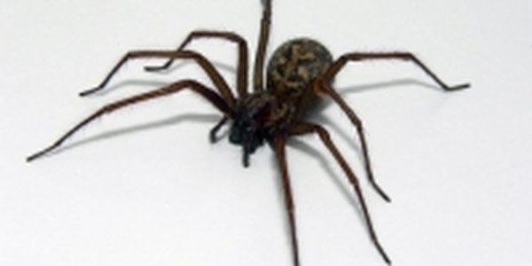 Британец взорвал себя и туалет, пытаясь уничтожить паука
