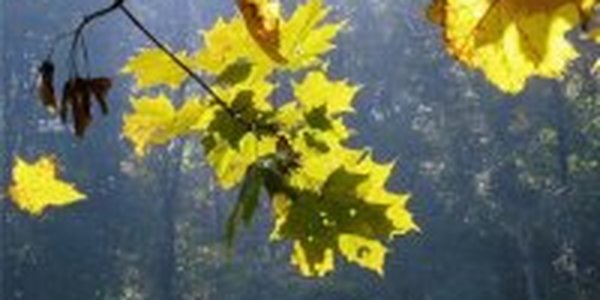 Духота в Приморье спадет