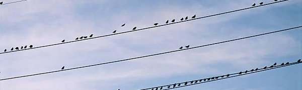 Птицы положительно влияют на психологическое здоровье человека