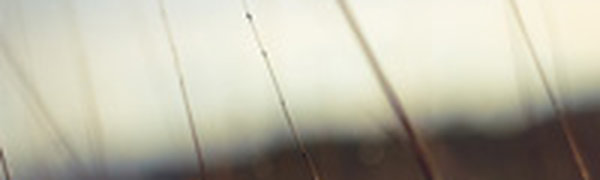 Завтра в Приморье местами пройдут небольшие осадки