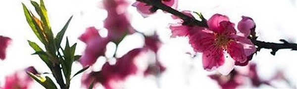 Ханами в снимках Instagram