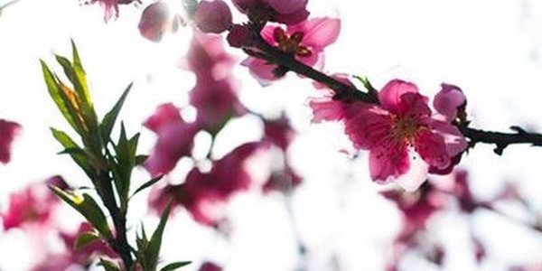 Ханами в снимках Instagram