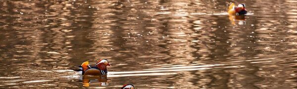 Подъем уровней воды в реках Приморья превысил не более 0,3 м