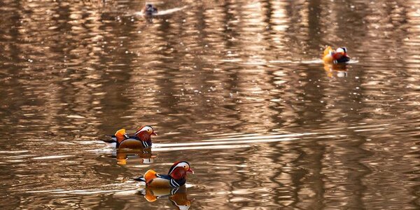 Подъем уровней воды в реках Приморья превысил не более 0,3 м