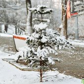Владивосток засыпало снегом. Он будет идти и в начале недели