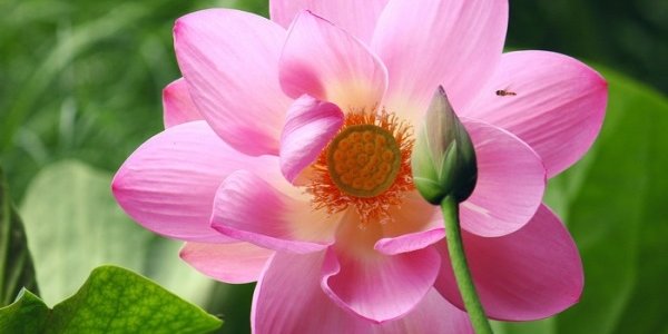 Во Владивостоке пройдет экологическая акция на озере лотосов