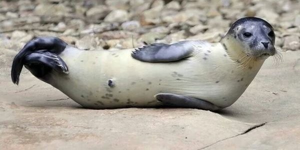 В Австралии тюлень прокатился на спине горбатого кита