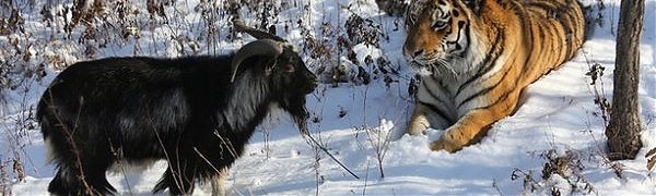 Тигр Амур и козёл Тимур прятались от снегопада в одном убежище (ВИДЕО)