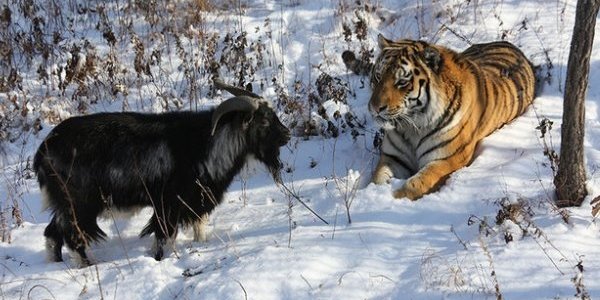 Тигр Амур и козёл Тимур прятались от снегопада в одном убежище (ВИДЕО)