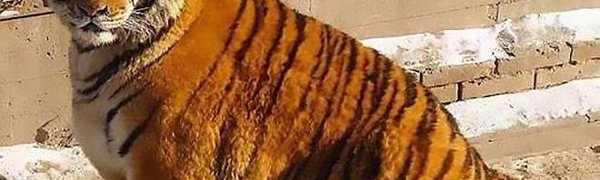 Амурские тигры в китайском зоопарке сильно растолстели