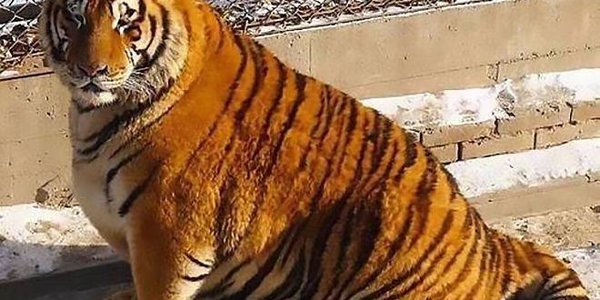 Амурские тигры в китайском зоопарке сильно растолстели