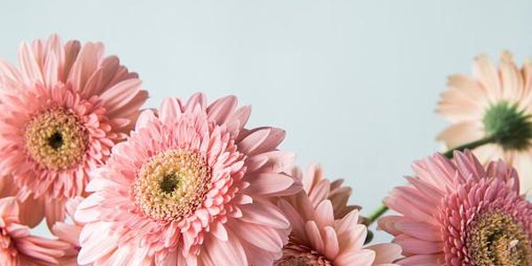 Владивостокцам расскажут, как создать красивый сад своими руками