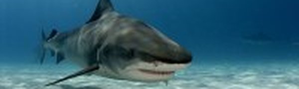 В Приморье ищут акул