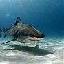 В Приморье ищут акул