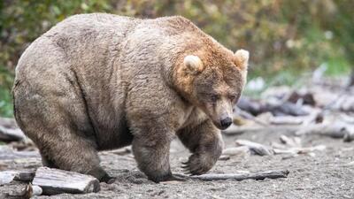 На Аляске выбрали самого толстого медведя 2019 года