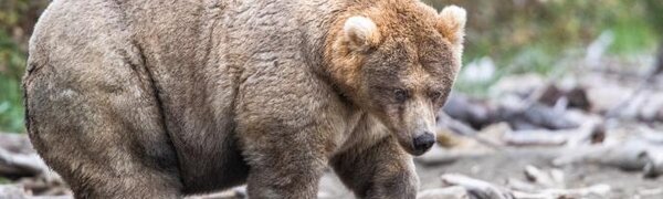 На Аляске выбрали самого толстого медведя 2019 года