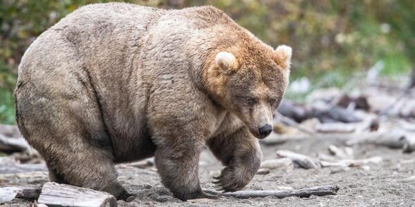На Аляске выбрали самого толстого медведя 2019 года