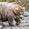 На Аляске выбрали самого толстого медведя 2019 года