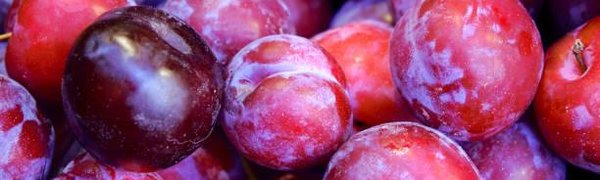 Сливы — уникальный суперпродукт, заявляют медики