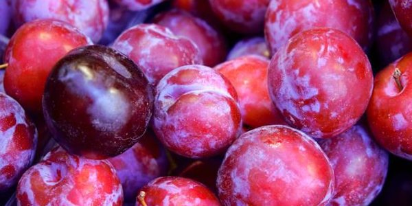Сливы — уникальный суперпродукт, заявляют медики