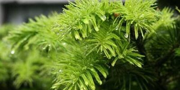 Дожди будут идти в Приморье в пятницу