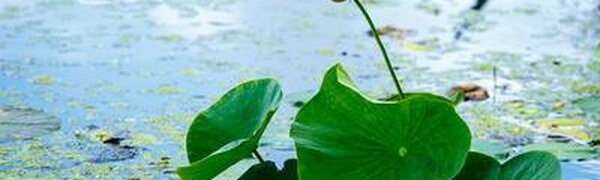 Штормовое предупреждение на очень сильные дожди в Приморье отменено