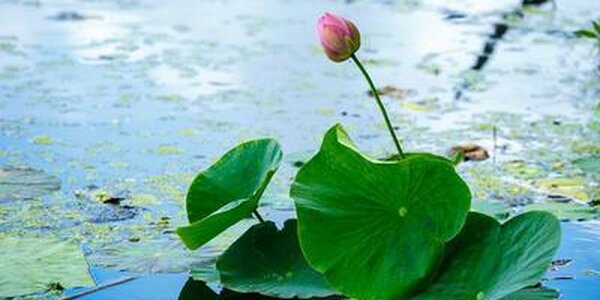 Штормовое предупреждение на очень сильные дожди в Приморье отменено