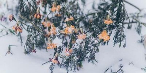 До 42 мм снега выпало на крайнем севере Приморья на выходных