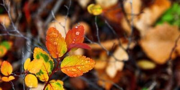 Солнечная осенняя погода продолжает радовать жителей и гостей Приморья