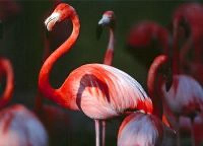 Розовые фламинго обнаружены в Сибири