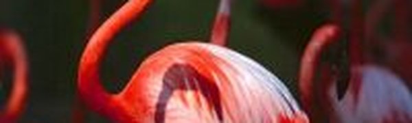 Розовые фламинго обнаружены в Сибири