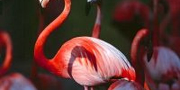 Розовые фламинго обнаружены в Сибири