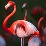 Розовые фламинго обнаружены в Сибири
