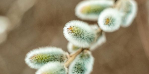 В Приморье пришло аномальное тепло