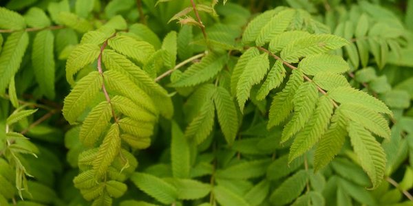 В четверг во Владивостоке выпала декадная норма дождя