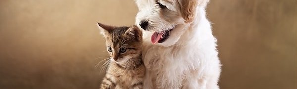 Учёные выяснили, кто больше любит людей – кошки или собаки