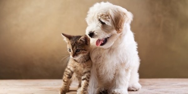 Учёные выяснили, кто больше любит людей – кошки или собаки