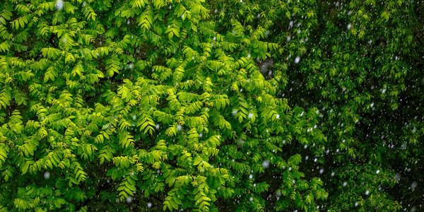 В пятницу дожди в Приморье сохранятся, вероятны грозы и град