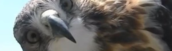 Ястреб разговаривает с погодной камерой (ВИДЕО)